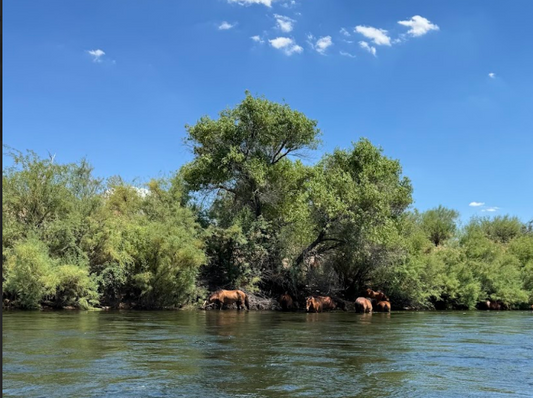 The Salt River, Arizona